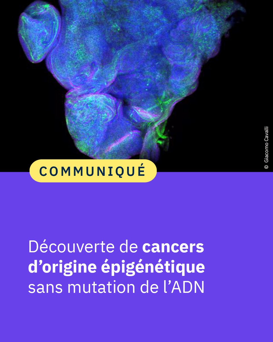 #Communiqué 🗞️ Des scientifiques ont découvert que le #cancer peut être entièrement induit par des modifications épigénétiques. C'est la 1ère fois qu'il est démontré que les mutations génétiques ne sont pas indispensables à l’apparition de la maladie. 👉 cnrs.fr/fr/presse/deco…