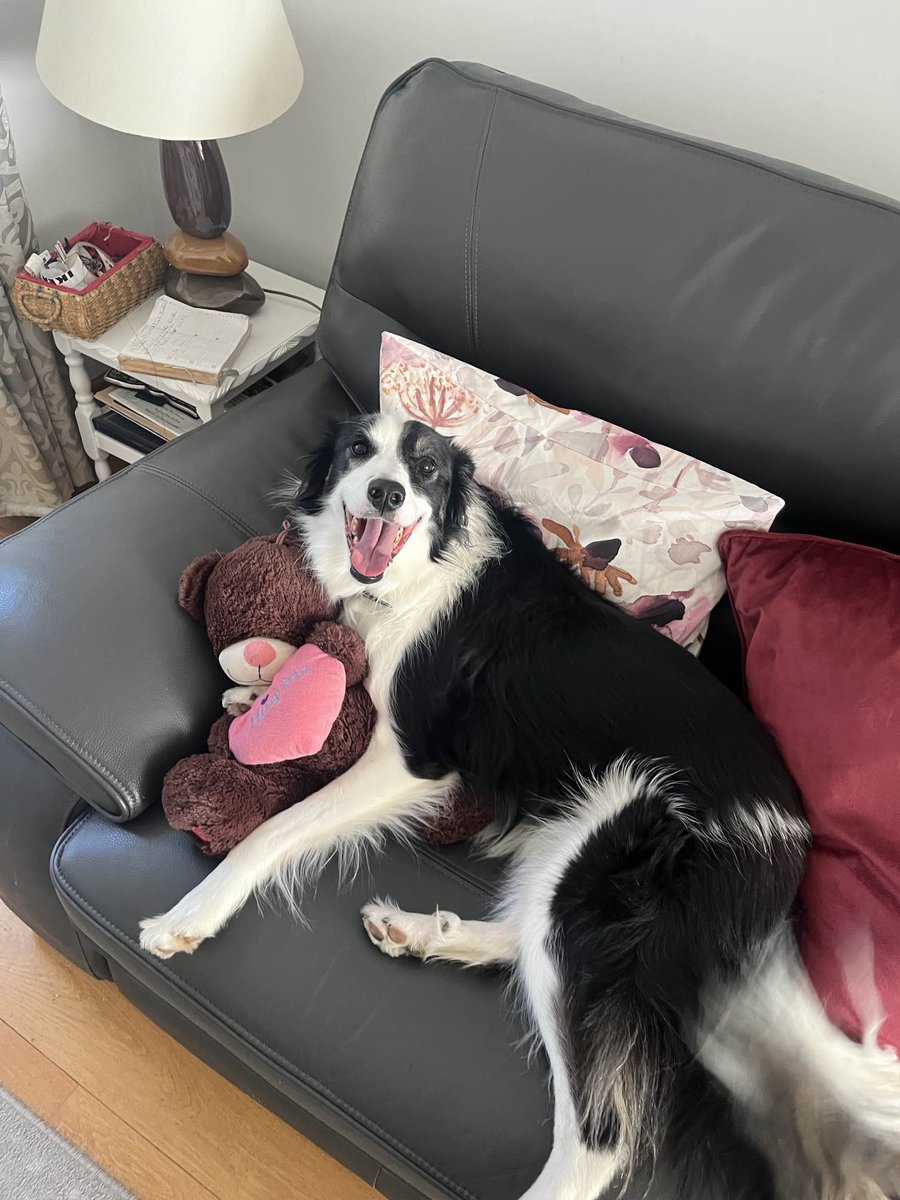 Just LOOK at Noelle’s happy face when she went on a sleepover recently with one of her favourite Carers 🥰 She was such a good girl and enjoyed every minute of it 💛
Would you like to see her happy face every day? We bet you would!
dogstrust.ie/rehoming/dogs/…
#FeelGoodFriday