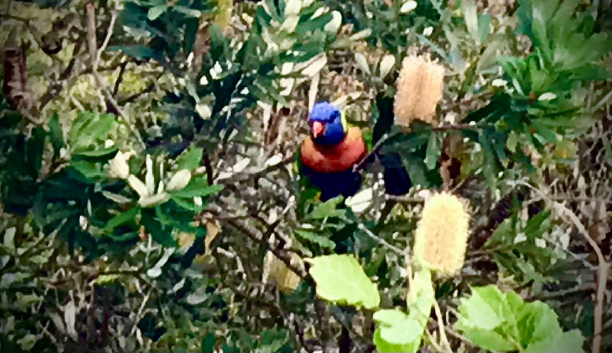 Lots of bright coloured birds in the mountains. Crimson rosellas are a dime a dozen. King parrots a slightly rarer treat. But while the banksia flowers are out the rainbow lorikeets are here too. Beauties.
