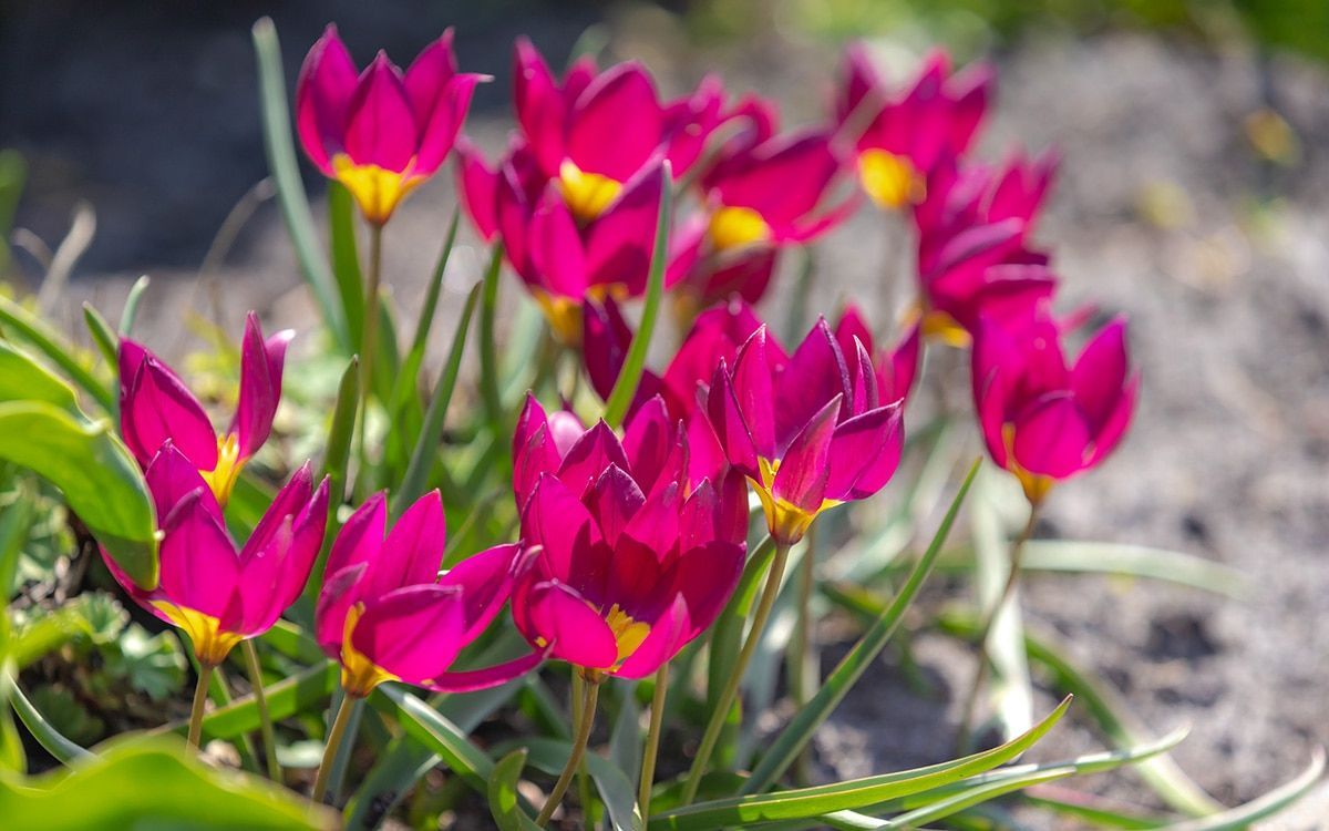 Unlike ordinary tulips, species tulips will return with vigour to re-flower year after year. Kerrie Lloyd Dawson and Geoff Stebbings pick the best. buff.ly/3vukCJK