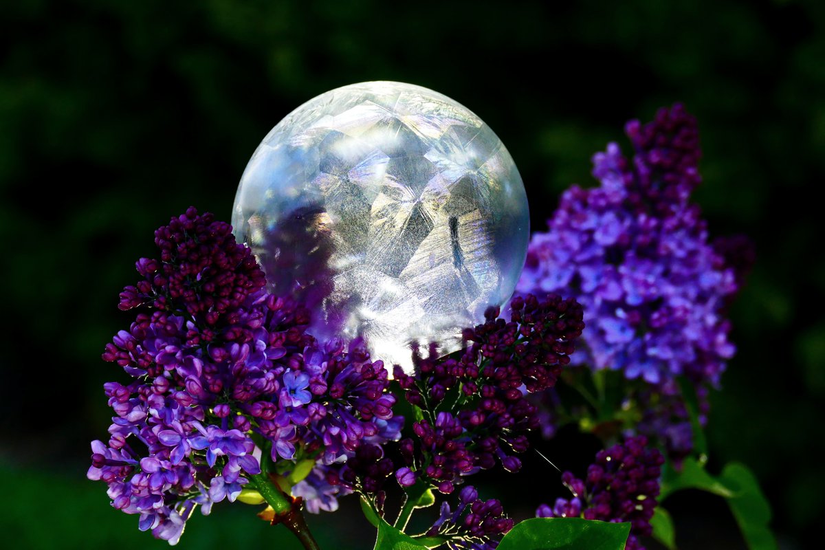 A touch of #Frost this morning. A #FrozenBubble on #Lilac #Flowers once again. It could well be the last one till late Autumn now. 🤩 @StormHour #FrozenBubbles #IceBubbles #FrozenBubblePhotography #Photography