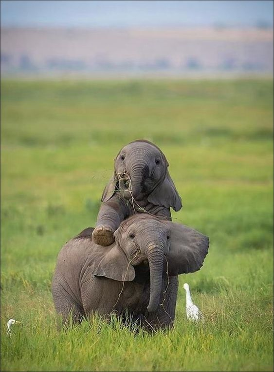 Calves form bonds with other calves within the herd through playful interactions and mutual grooming. These bonds contribute to the overall cohesion of the herd and provide social support for individual calves.