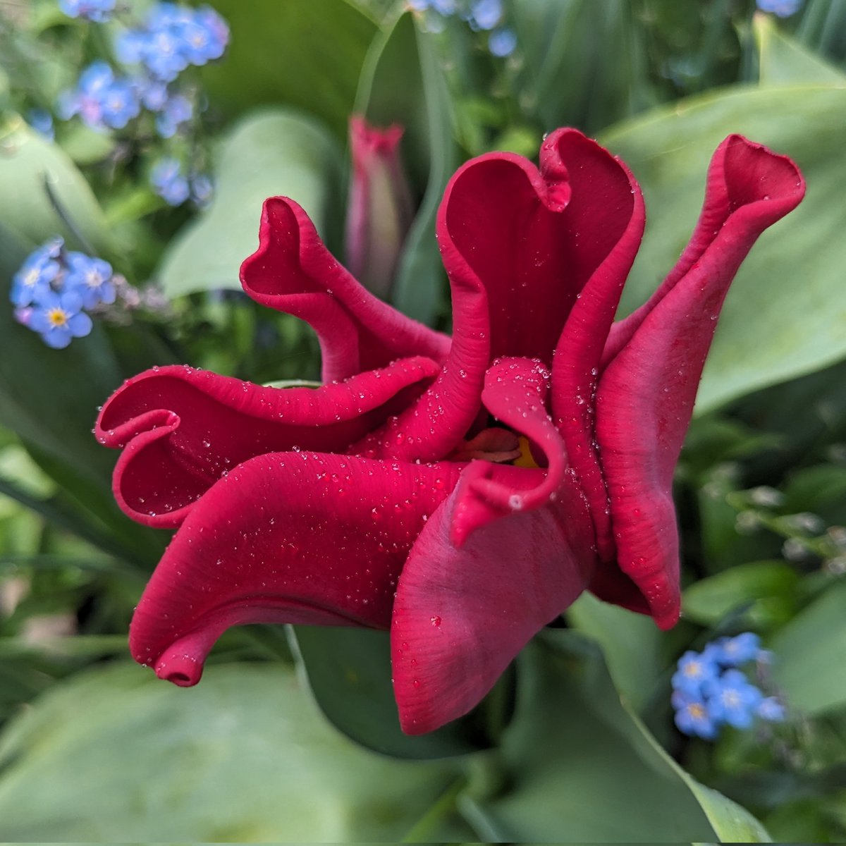 Tulip Red Dress. My favourite tulip this year. Bought from @FarmerGracy #Tulips