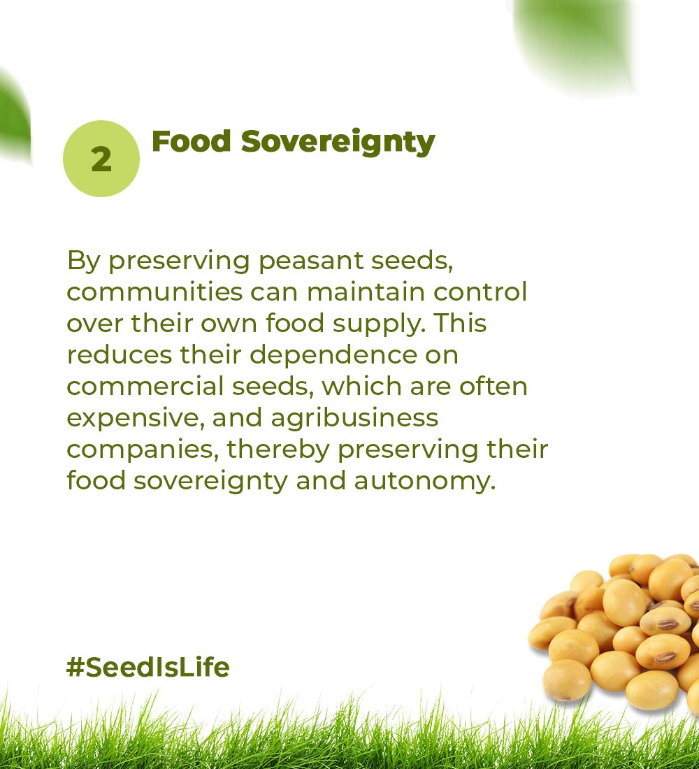 As we celebrate #InternationalSeedsDay, we also acknowledge that African farmers' seeds are essential for food security and yet policies often neglect them. Let's celebrate their resilience and advocate for their official recognition! #SeedIsLife #MaSemenceMavie