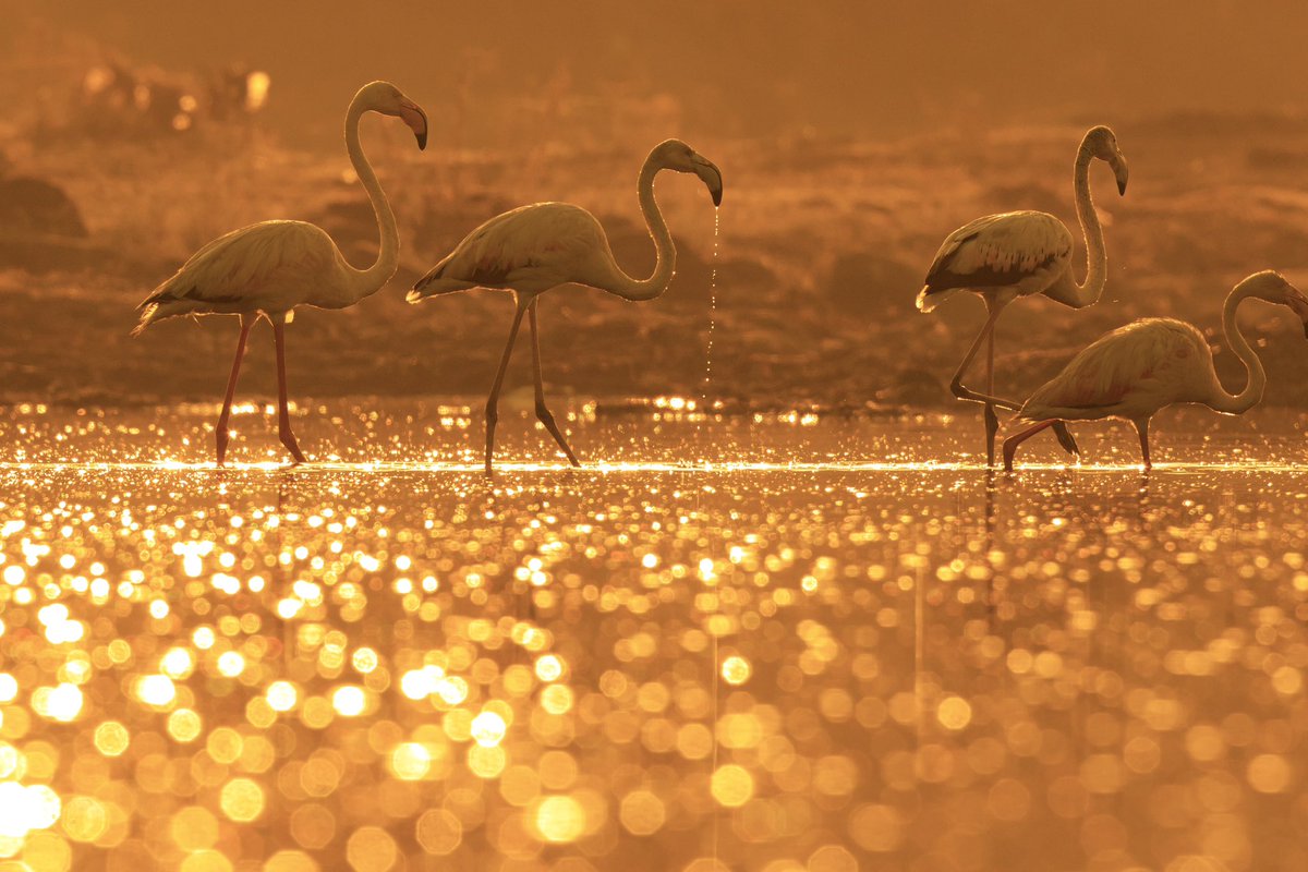 Flock of Flamingos is called Flamboyance Two of my favourite images which were minted on blockchain as editions and 1/1 received great love in this space