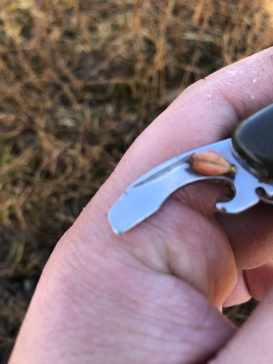 Drilled Monday afternoon, Geraldine is a fast lady of the traps <a href="/John_Dunne_/">John Dunne</a> <a href="/Oflynntony/">Tony O’ Flynn</a> 

#arableireland