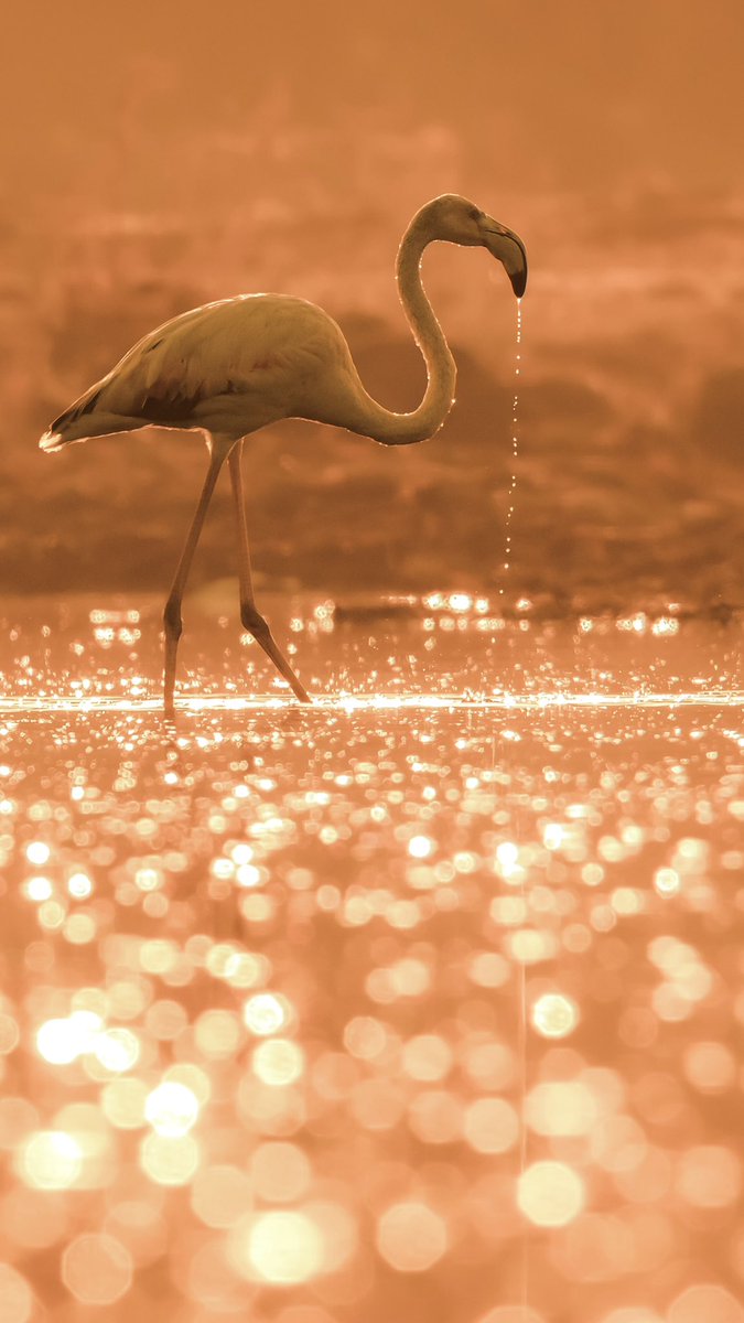 This golden image of Greater Flamingo in 1/1 edition and close to my heart was collected by @mymoda_io Thank you so much for wonderful support 🩷