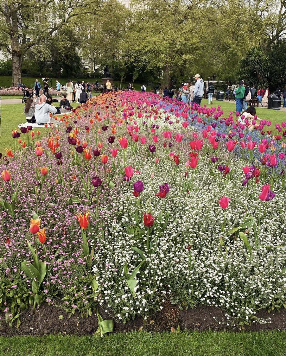 Blooming lovely 🌺🐝

This photo of tulips in bloom in Victoria Embankment Gardens is our #PhotooftheWeek 📸  

Congratulations Kelly Hood 👏

There is said to be over 46,000 tulips in #EmbankmentGardens 🌷 

Read more: westminster.gov.uk/parks-and-open…