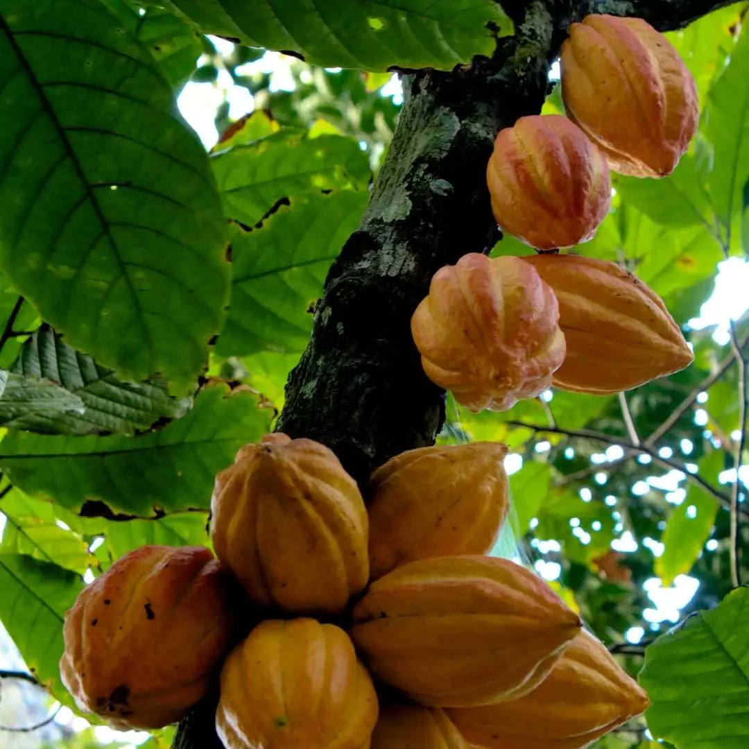 ⭐Fun Fact Friday⭐

The scientific name for the cacao tree, from which chocolate is derived, is Theobroma cacao, 'Theobroma' actually means 'food of the gods' in Greek, reflecting the reverence and enjoyment humans have had for chocolate throughout history. 🍫🍫

#FunFactFriday