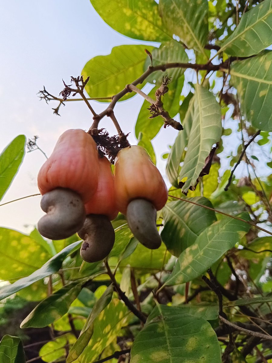 interactivesin's tweet photo. The #story of the #cashewfruit from #Brazil to #Goa at the @museumofgoa this Sunday #28th April #mogsundays
#aimlesswandering #indigointeractives #goafiles #architecturaltours #konkan #culinaryexperiences
#malvanidays https://t.co/HMkQcfn7yK