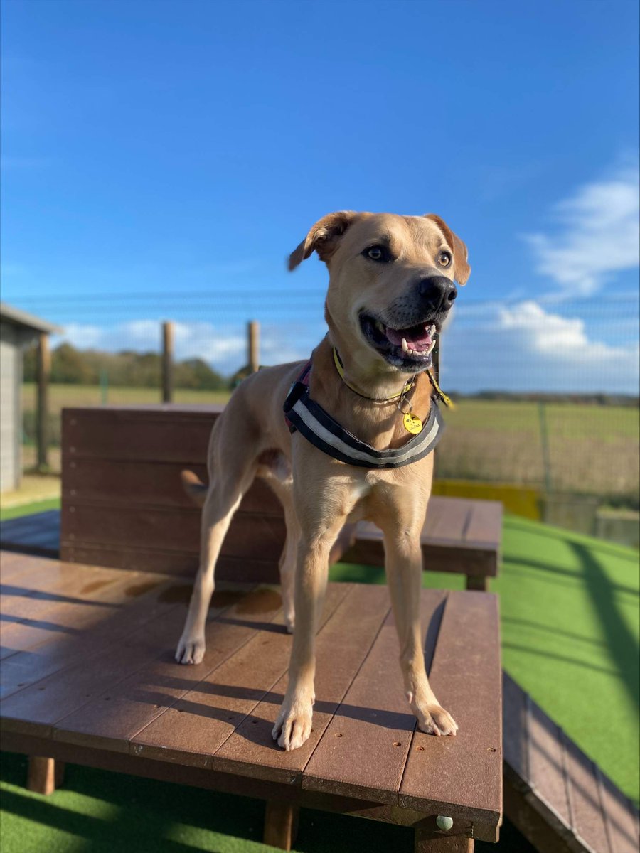 Harry is a sweet 4-year-old Labrador cross. He is looking for new owners who will do plenty of training with him and take him out for lots of fun quiet adventures! Find out more: dogstrust.org.uk/rehoming/dogs/…