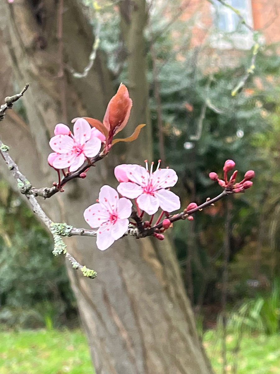 Happy Friday everyone!
Pretty pink blossom curling round a tree trunk! ( my friends photo) #PinkFriday #FridayPink Enjoy your day 🌸🩷