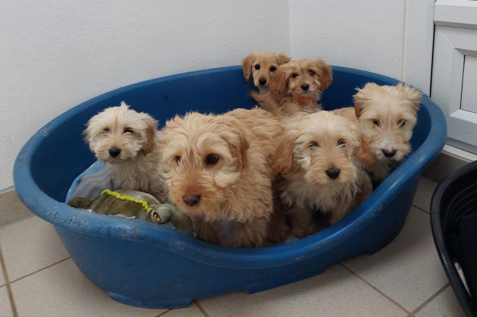 What happened to six stray puppies found in Wiltshire dlvr.it/T62N97