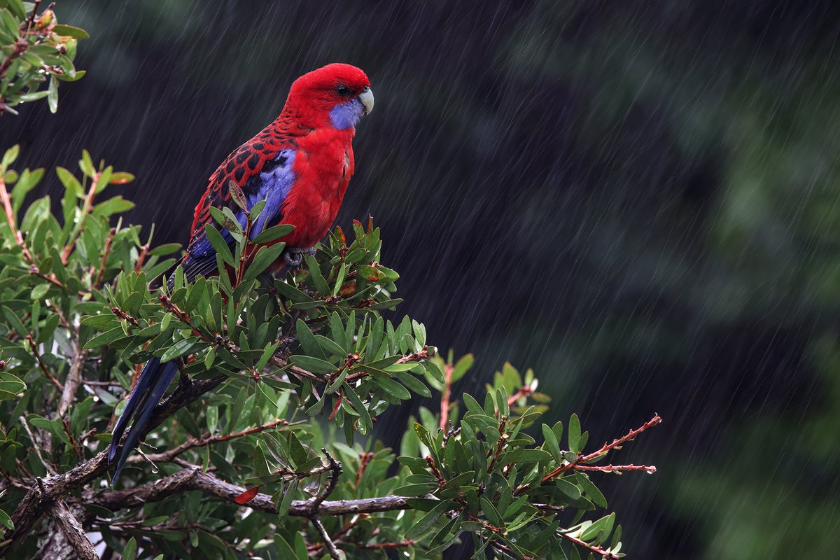 Crimson Rosella in the rain at O'Reilly's Rainforest Retreat in Lamington National Park, Queensland. #birds #WildOz