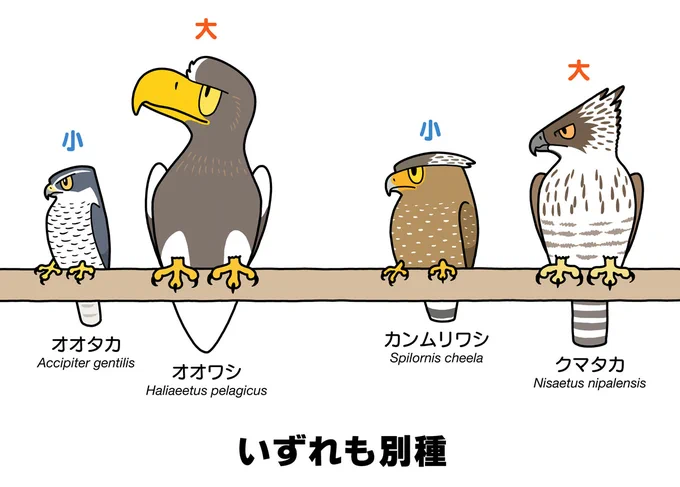 JAROのCMで「ワシとタカは同じ種類の鳥で、大きさの違いで呼び名が変わる」と言っているのだが、この表現だと「同種」と誤解されそうだし、出世魚と同じ仕組みと捉えられる可能性がある上に大きさについては例外もある。もしかしたらこのCM自体を視聴者に通報させるJAROの高度な作戦なのかもしれない。 