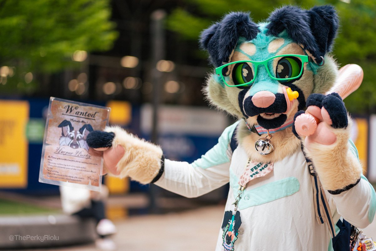 It's #FursuitFriday time to jump on the band-wagon.

Wanted: Harper husky... last seen terrorising the locals of #leedsfurs

If sighted, do not approach... unless you have food, then by all means absolutely aproach 😋