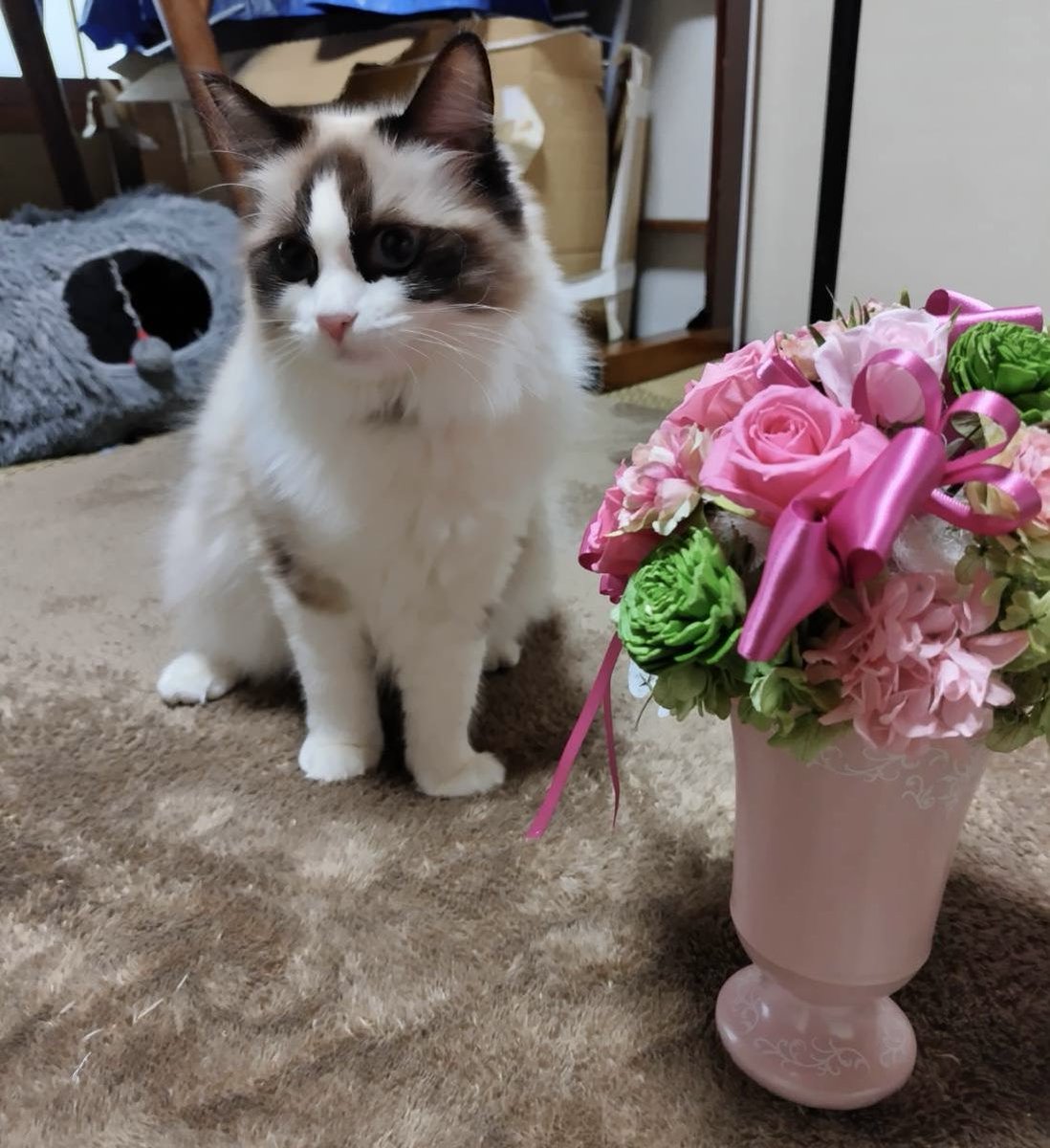 母の日に送る花と猫🐱 花に興味津々で食いちぎろうとしてた🤣