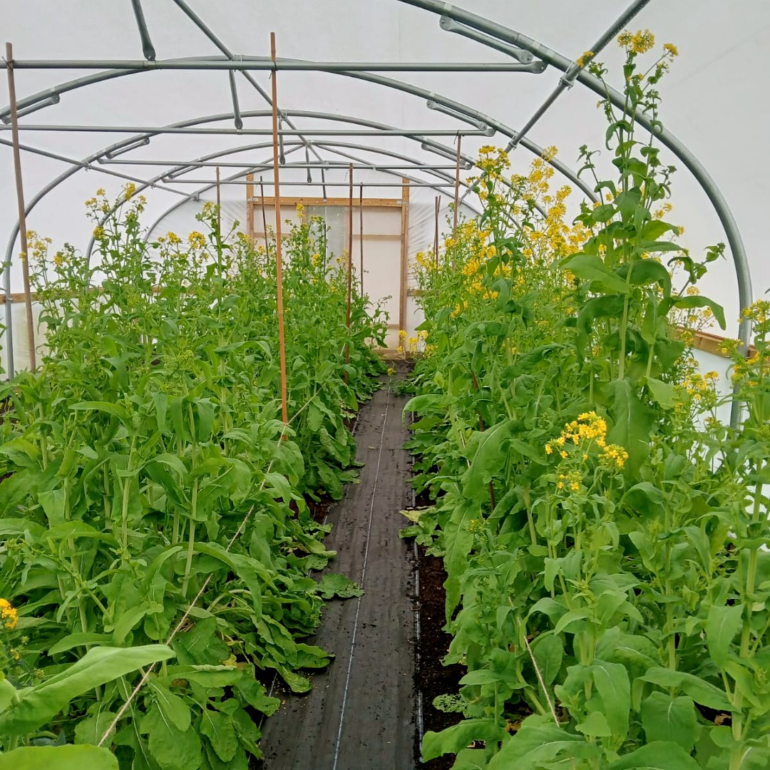 Lovely to be greeted by the sunshine yellow flowers of our turnip 'Malsvnepe Brandhaug' in the polytunnels. Pretty enough for the flower border?

#SeedSovereignty #HeirloomVeg #SeedsForTheFuture #HeritageSeedLibrary #turnip