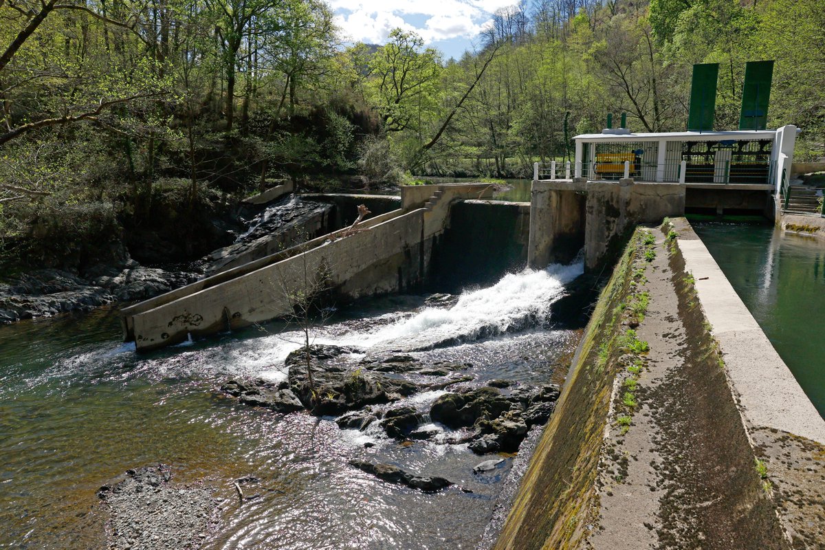 #Centraleshidroeléctricas, ¿trampas mortales para salomes? Tras casi un siglo usándolas no sabemos cómo afectan a los peces en su migración al mar. #LifeKantauribai monta un #bigbrother en los ríos Urumea y Bidasoa para averiguarlo.

efeverde.com/centrales-hidr…