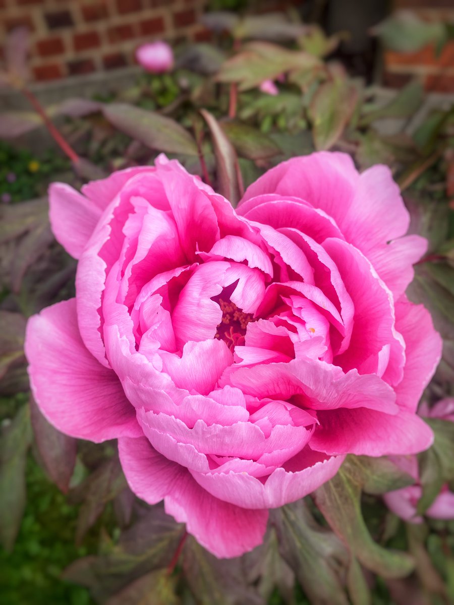 Happy Friday everyone! Thank you so much for putting up with silly old Jason and liking my, sometimes slightly dodgy, images. There’s a lot of love out there! Have a beautiful day ❤️🥰🫶🏼 A beautiful peony spotted yesterday for #FlowersOnFriday #GardeningTwitter #GardeningX #love