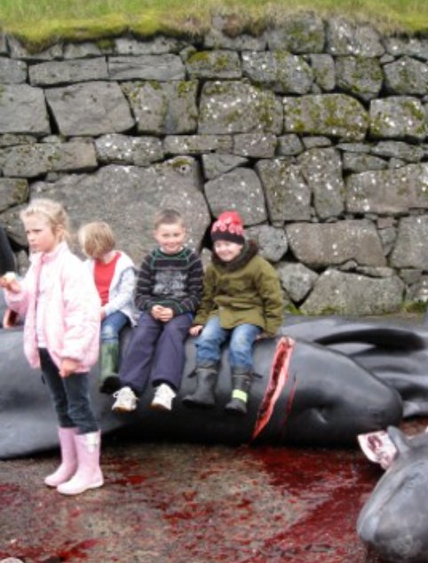In Australia they do everything they can to save whales 

In the Faroe Islands they do everything they can to slaughter them 
#stopthegrind
#boycottfaroeislands @Tinganes @faroeislandsfo 
Stop cruise ships sailing there @pandocruises @FredOlsenCruise