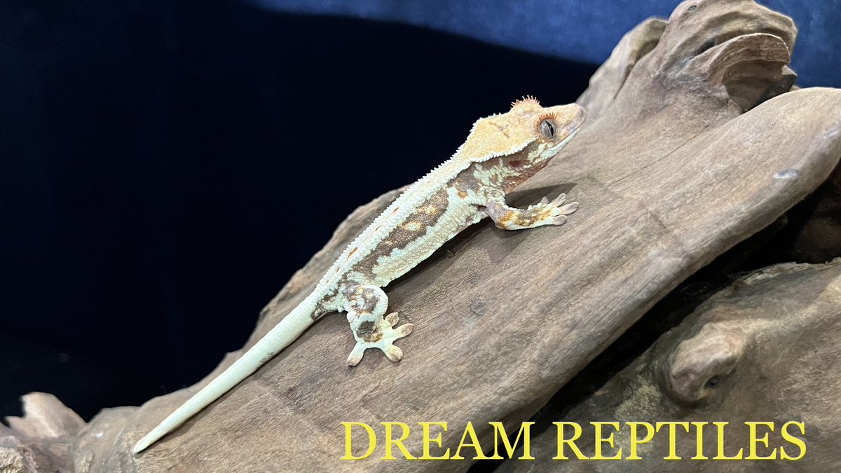 DREAM_REPTILES_ tweet picture