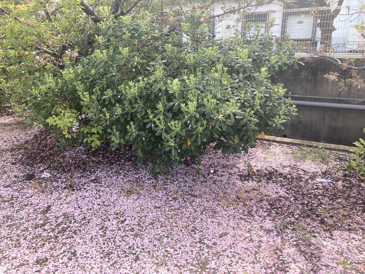 扇屋食品株式会社 【公式】 tweet media