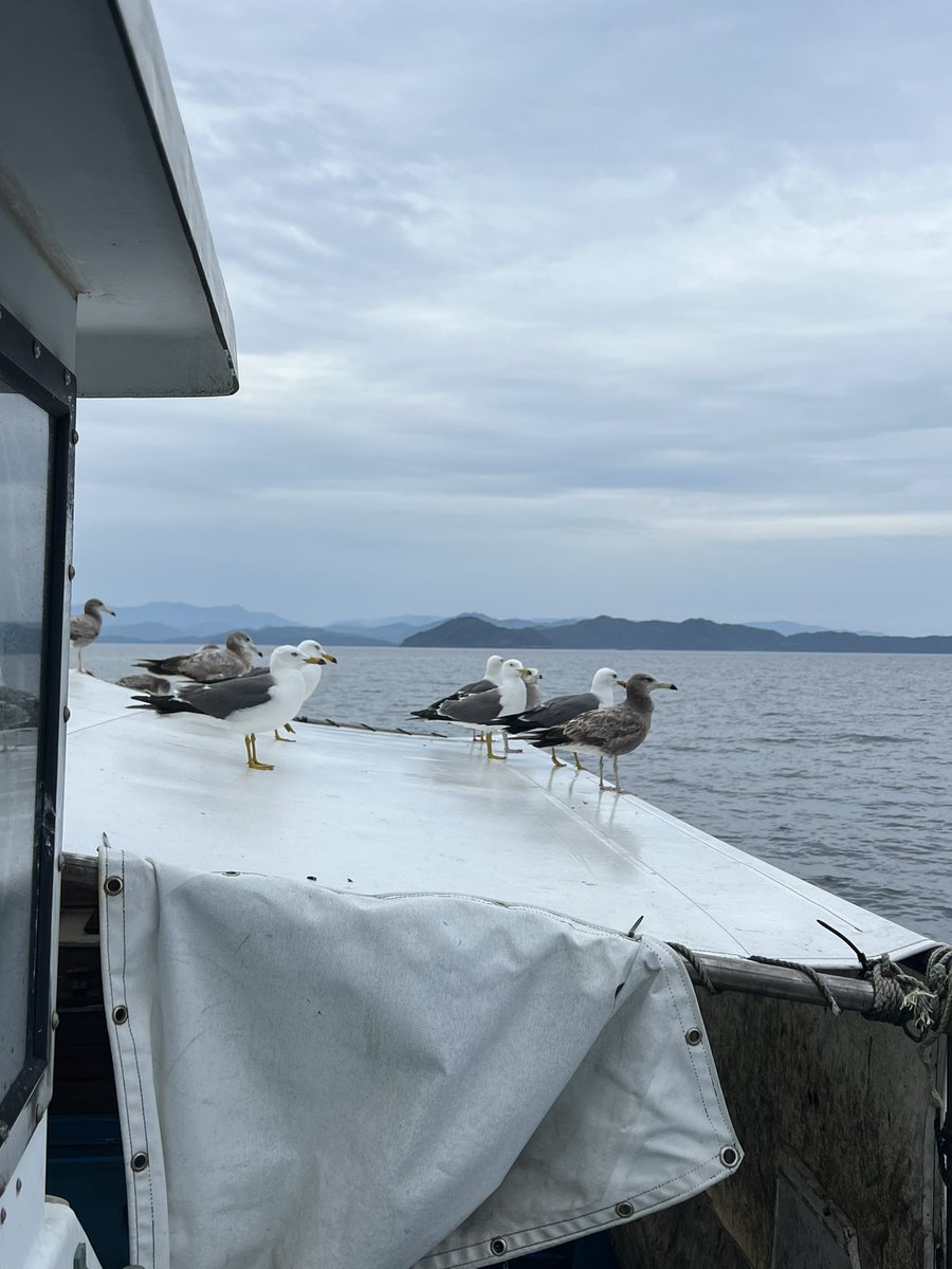 23Tenjinmaru's tweet photo. カモメだらけ https://t.co/ixBa8MsVp1