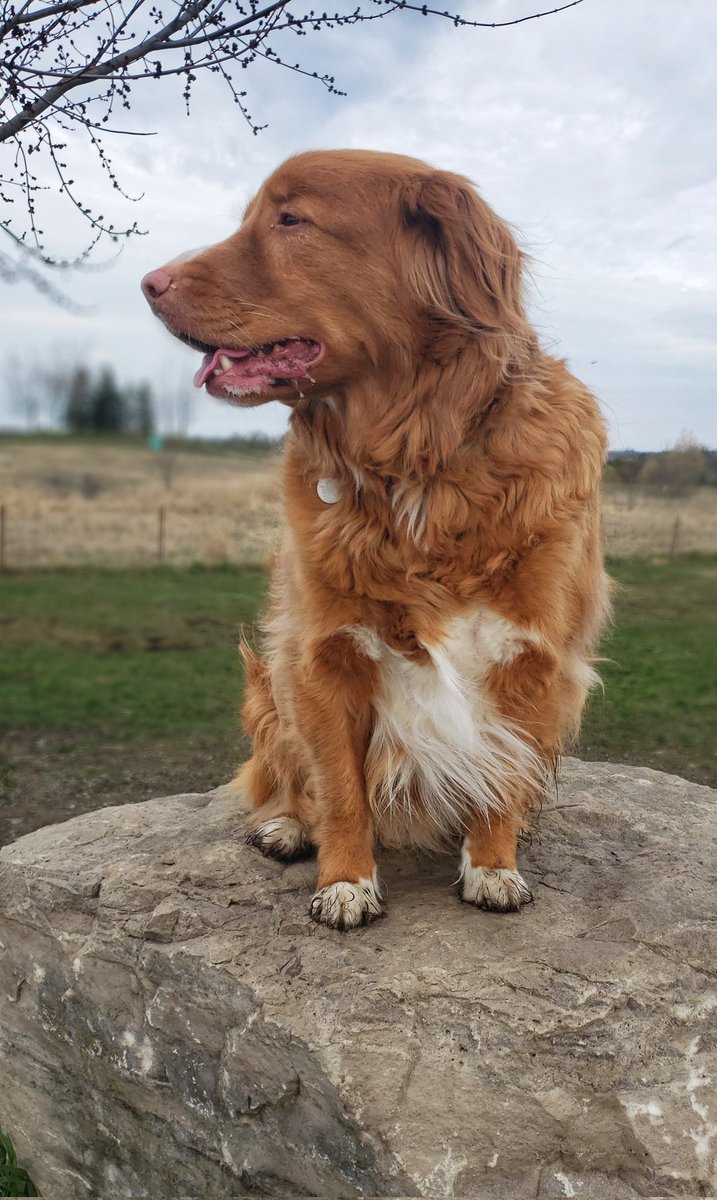 Juno giving us his perfect profile for this week's #friYAY pic! ❤🐾🐶❤🐕🐾 #handsomeboy #ducktoller #walkinthedoginwhitby #walkinthedog