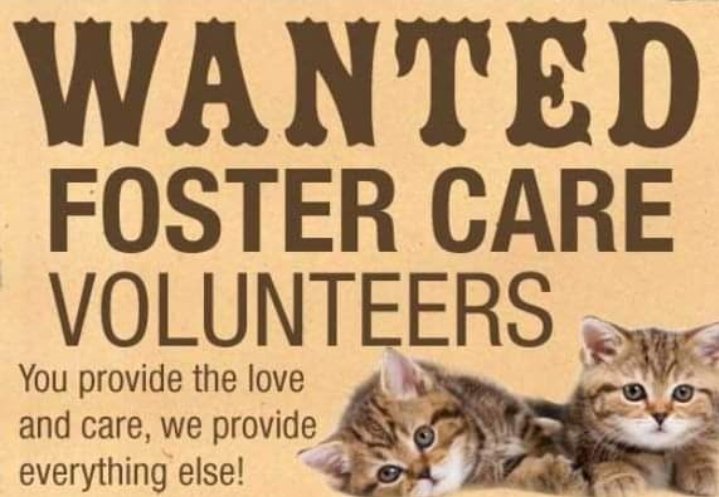 Do you love cats? but for whatever reason you can't have one of your own we need adult cat fosters in <a href="/ShitChester/">12 years of Shitchester</a> area
Call the cat phone 07591 976006 for more information and have a chat 10am-6pm. Please no messaging.