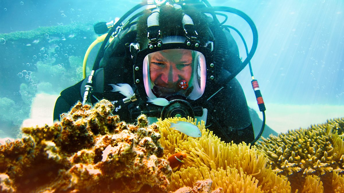 Restoring Reefs!

'As part of a seven-year series on the planet's most threatened ecosystems, this third episode takes an in-depth look at efforts to save coral reefs.'

To learn more see: bbc.co.uk/iplayer/episod…?

#rndtaxrelief #technology #innovationuk #ukbusiness