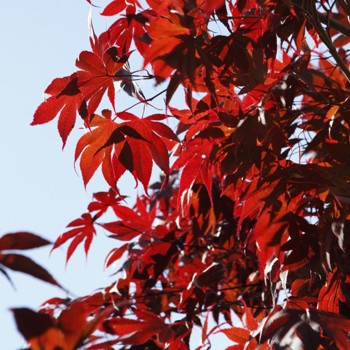 Despite their fiery red foliage, Acers - also known as maples - thrive in cool, shady corners of your garden 🍁 ​ Shop our plant of the month in-store and online from £6.99: brnw.ch/21wJclZ