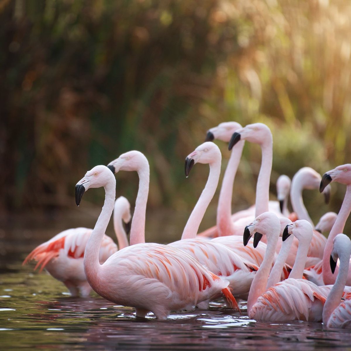 🦩 How can you tell the age of a flamingo? 🦩 

🪶 Take a look at the feathers on their necks. If the feathers are light grey, they are youngsters, as flamingos are born grey and fluffy. 

#InternationalFlamingoDay