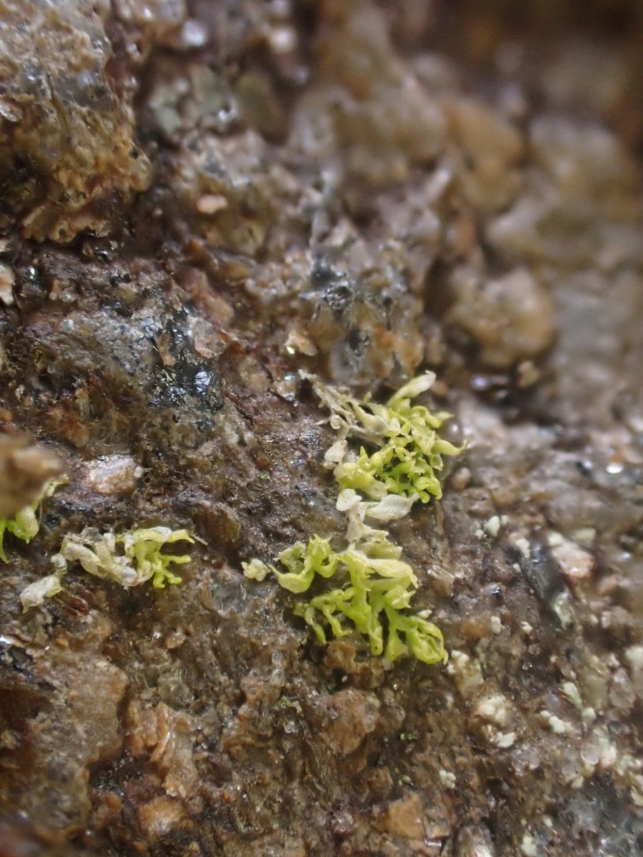 In an unsuccessful brief search for the rare Acrobolbos wilsonii (on the exact bit of rock it had been recorded on previously) I instead had to make do with these tiny hyperoceanic niceties: Drepanolejeunea hamatifolia, Radula aquilegia & Colura calyptrifolia.