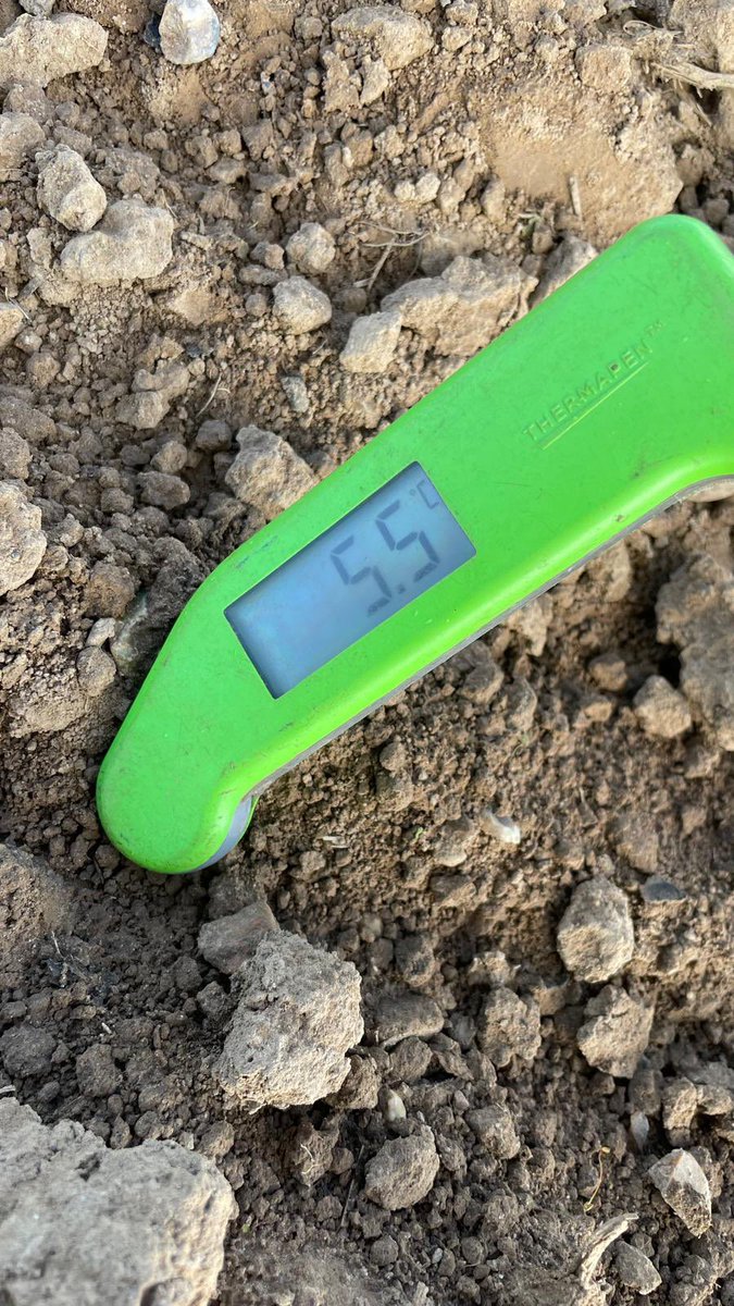 Not drilling maize yet.