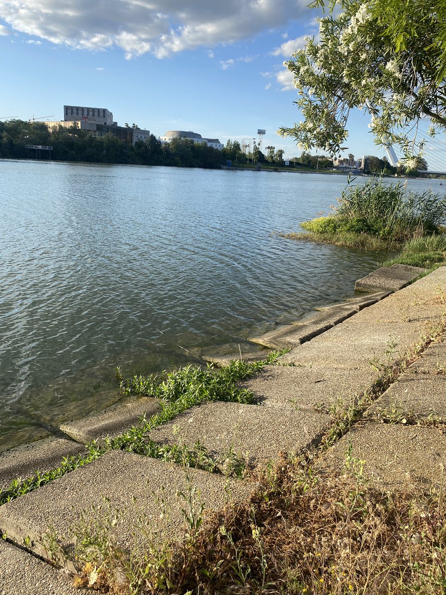 Continúa la invasión de Alternanthera philoxeroides en la Dársena del Guadalquivir. En esta zona ha pasado el invierno “dormida” y ahora despliega su capacidad de rebrote y reproducción asexual. Cuándo van actuar Junta de Andalucia, Puerto de Sevilla y Confederación Hidrográfica?