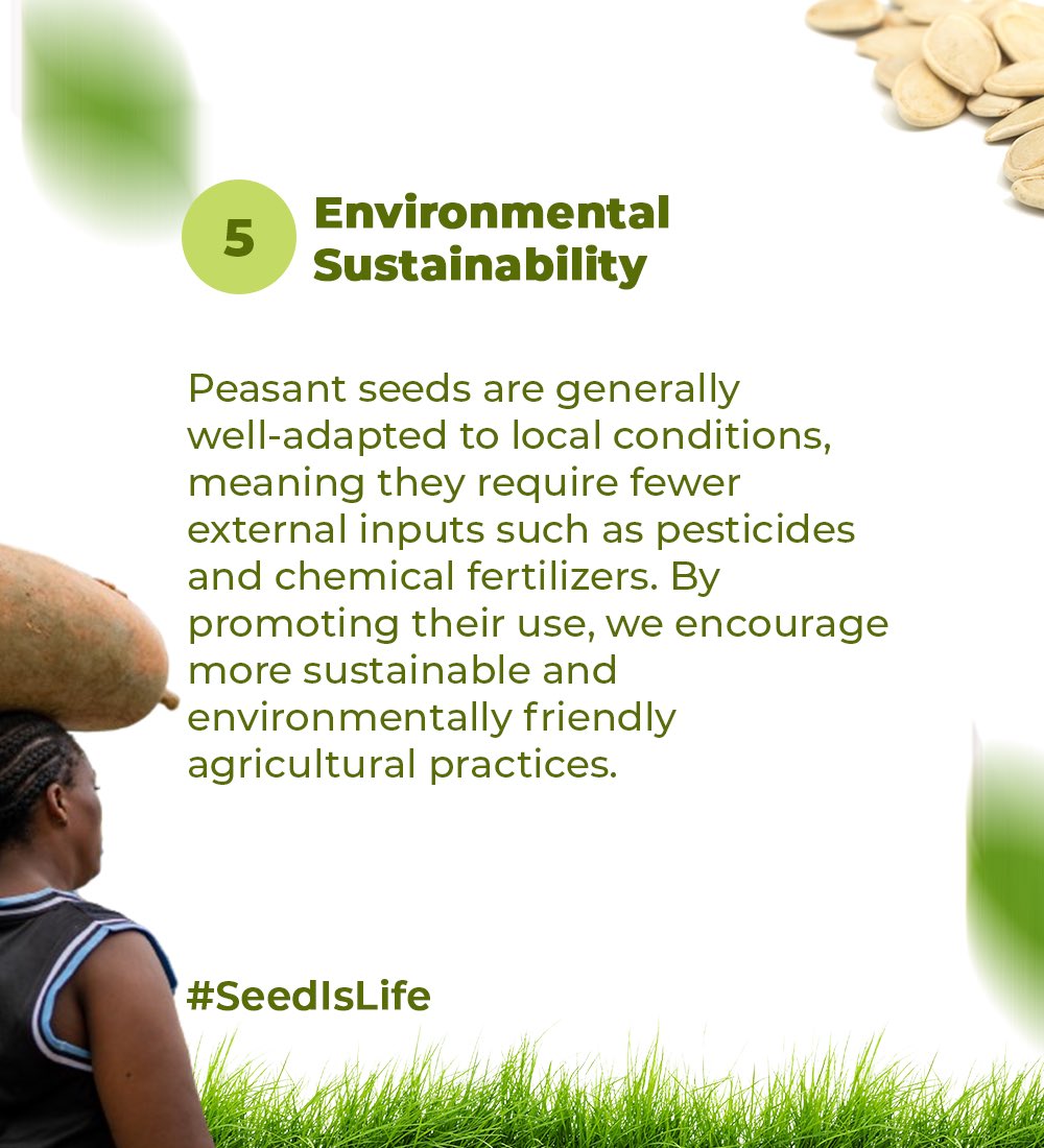 Farmers' seeds are a vital resource for small-scale farmers offering reliability, affordability and adaptability. They are often cultivated and saved locally, ensuring a sustainable source of nutritious food. #SeedIsLife #MaSemenceMavie #InternationalSeedsDay