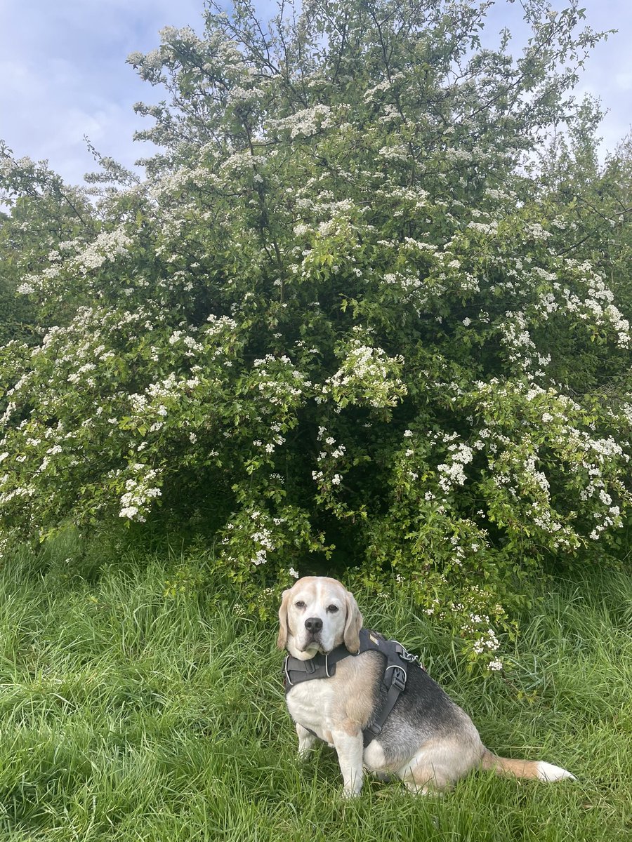 Humans have a sad day today, attending a funeral. We hope that we all remember to count our blessings and to seize the day. Here’s me reminding you that the tree of life is a cycle and to enjoy the ride 🐾