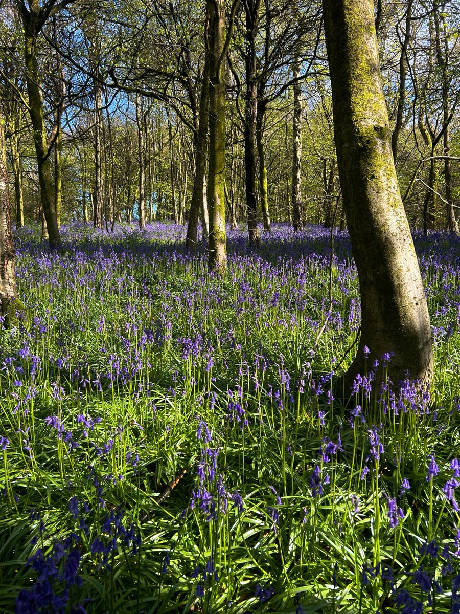 Bluebell Woods is in full bloom! Why not enjoy a tranquil springtime stroll this weekend?🌲🥾 Not sure how to find us, check out our guide page here ➡️ keele.ac.uk/about/howtofin…