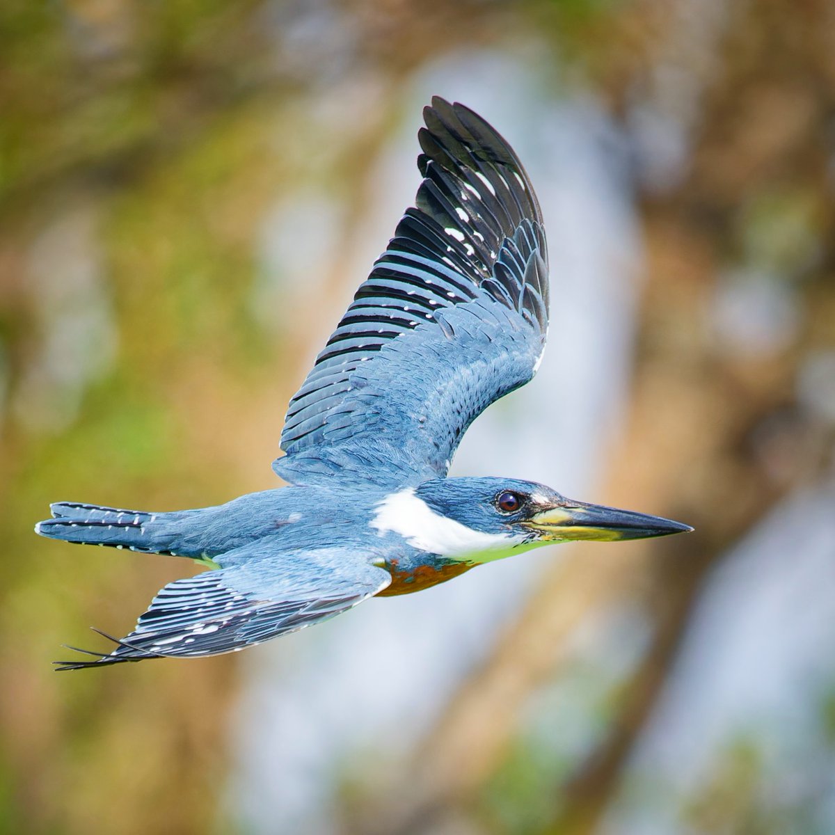 Ringed Kingfisher (Megaceryle torquata) flying past me while on a kayak tour around Ometepe, photographing them as they flew past wasn't the easiest 🤣🤣

#BBCWildlifePOTD #TwitterNatureCommunity #TwitterNaturePhotography #wildlifephotography #BirdsOfTwitter #ThePhotoHour…