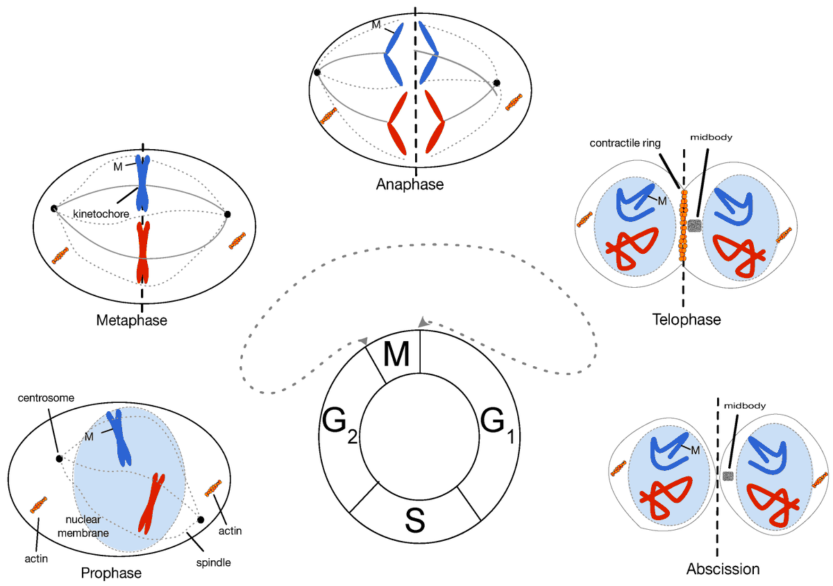 Symmetry_MDPI's tweet photo. #mdpisymmetry Check this newly published article "Algebraic Nexus of Fibonacci Forms and Two-Simplex Topology in Multicellular Morphogenesis" at https://t.co/22IyQo6reC
Authors: William E. Butler Hoyos et al.
#mitosis #Fibonacci #epigenomics #celladhesion https://t.co/PtZOvfWpq3