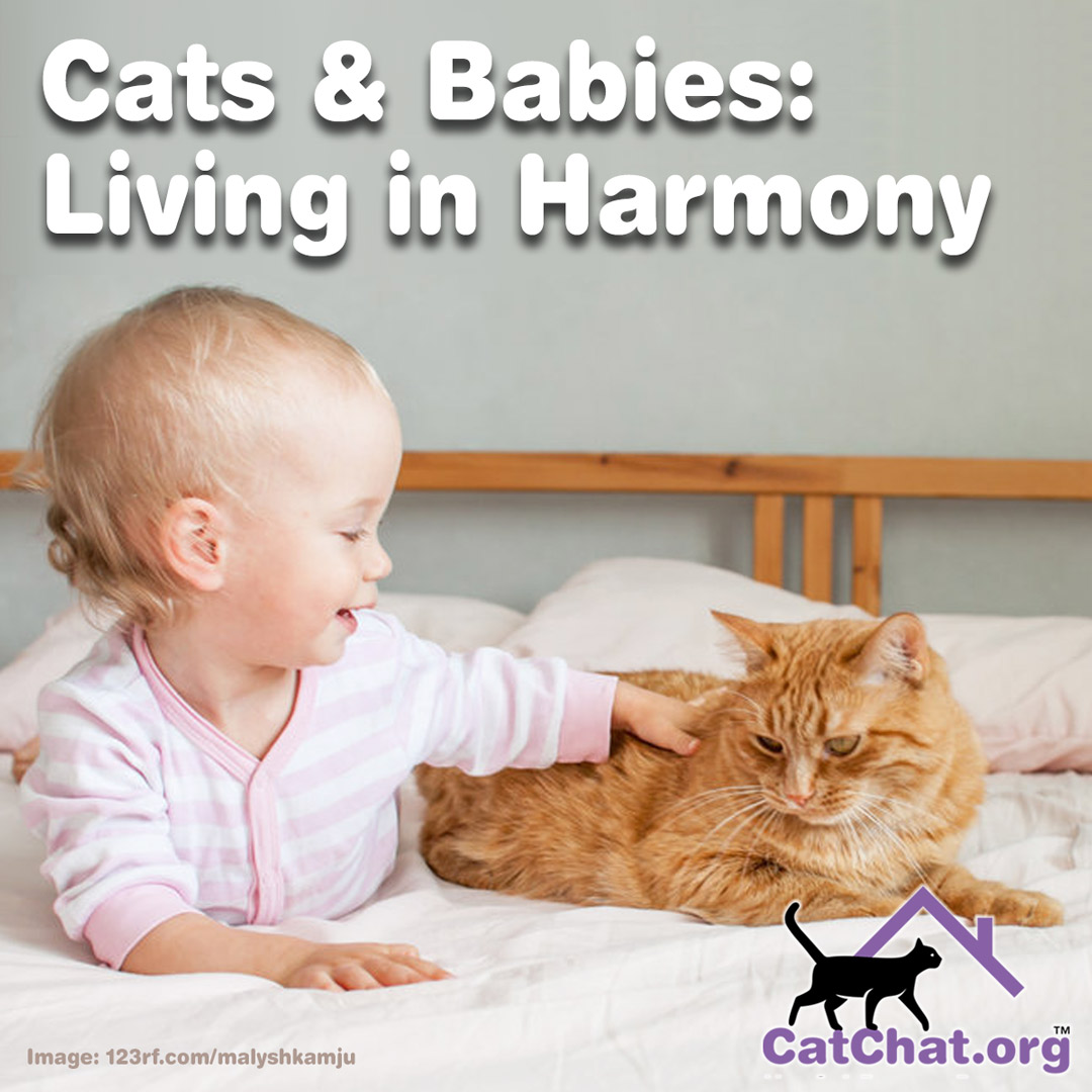Some people may encourage you to rehome your cat if you’re expecting a baby, but growing up with a pet in the household can be a really positive part of a child’s development. Read more here: catchat.org/index.php/blog… #NationalKidsAndPetsDay #CatAdvice #CatsOfTwitter
