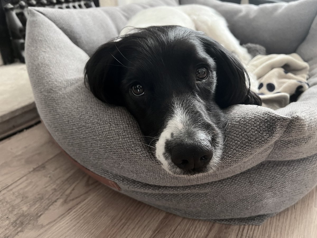 Busy and tiring day yesterday #cute #dogs #dogsontwitter #dogsoftwitter #Spaniels #spanielhour #springer #spaniel #springerspaniel