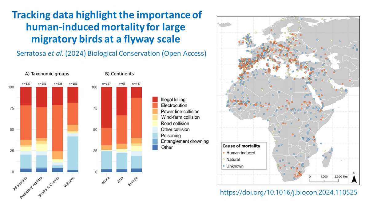 Tracked migratory birds are documenting their own deaths along the African-Eurasian flyway.

Energy infrastructure, illegal killing & poisoning to blame, outstripping natural mortality causes in tracked raptors, storks & cranes. #Ornithology 
doi.org/10.1016/j.bioc…