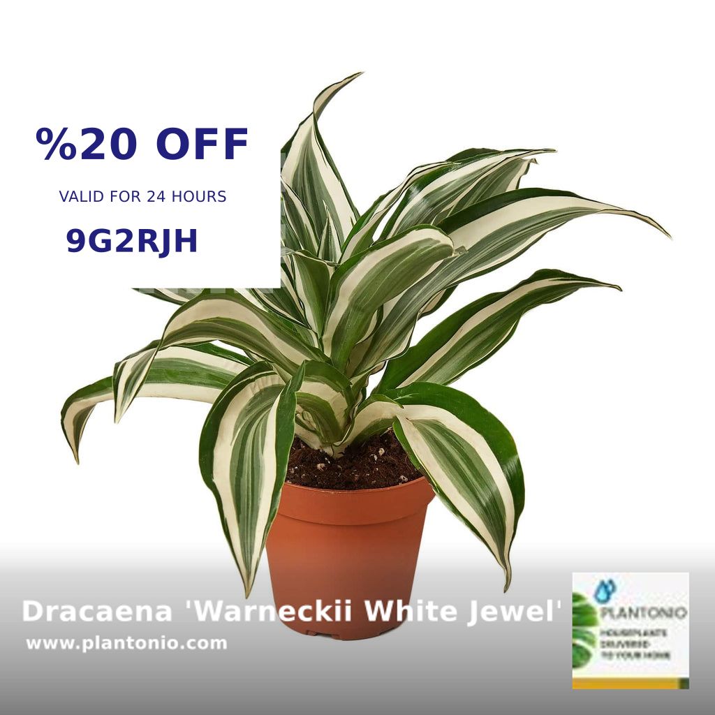 Elevate your indoor oasis with the Dracaena 'Warneckii White Jewel'! 🌿 Easy care, air purifying, and stunningly unique. Perfect for any spot that needs a touch of green. Shop now at $29.00! #PlantLovers #IndoorGarden shortlink.store/m6rzj6cbtfyb