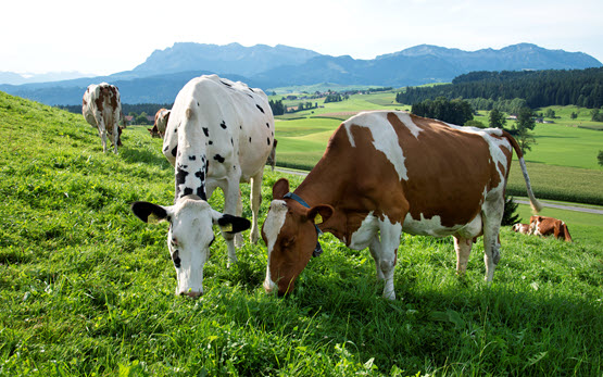 Eine Beschränkung auf 365 kg #Kraftfutter pro Kuh und Jahr sowie ein Rohproteingehalt von maximal 18% könnten – ohne negative Auswirkungen auf die Wirtschaftlichkeit – einen positiven Beitrag zum #Stickstoff-#Absenkpfad leisten. ➡️ agroscope.admin.ch/agroscope/de/h…