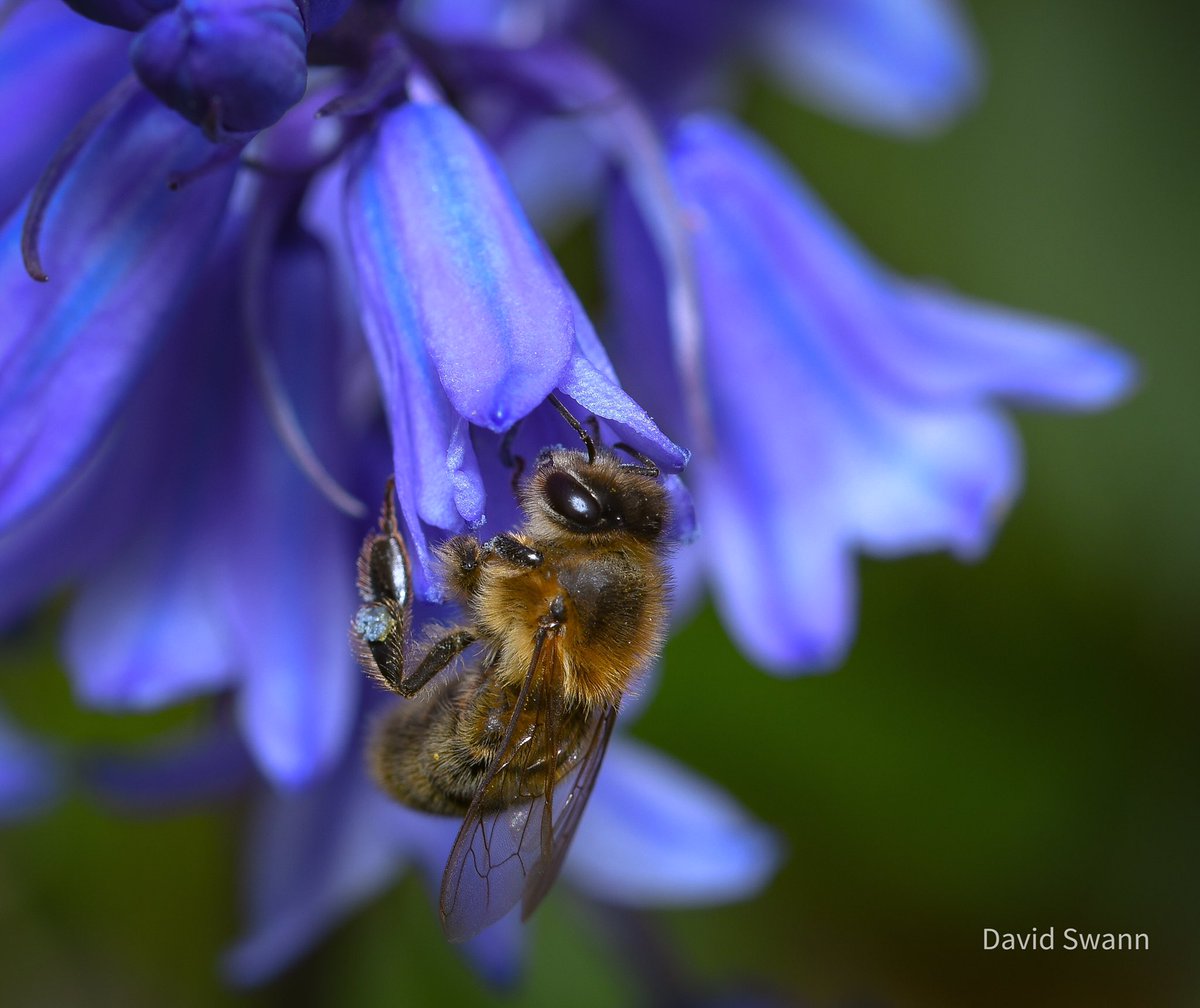 Bee. @Natures_Voice @NorthYorkMoors @YorksWildlife @WoodlandTrust @MacroHour @ThePhotoHour