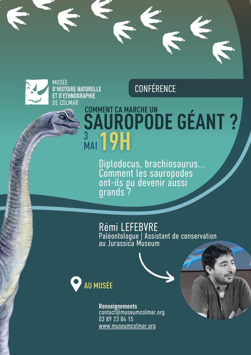 📢reminder: Jurassica's @RL_evobio, Rémi Lefebvre, explores gigantism in sauropods🦕 & more at Colmar Museum, this *Friday 3 May*. 'Diplodocus, brachiosaurus... Comment les sauropodes ont-ils pu devenir aussi grands?'👇 & visit: museumcolmar.org #FossilFriday