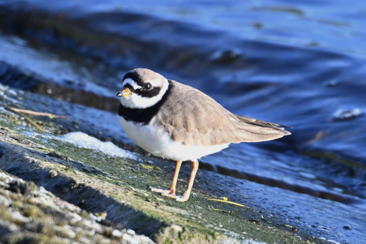 Ringed Plover on the dam this morning at Pitsford Reservoir #northantsbirds