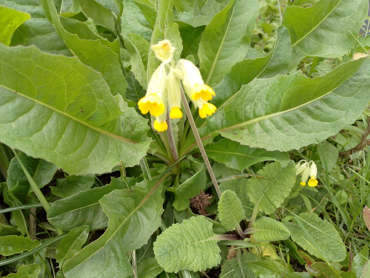 With the promise of a bountiful crop – some of the #apple trees in the #FONTB @Keep_Wales_Tidy East Anchorage #Garden are defying our harsh winds and rain @NpTbridge and pushing forward with their blossom, while our first cowslips are peeking through!